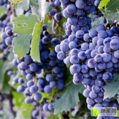 聊城葡萄合作社为您提供巨峰葡萄上市