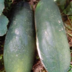 新野冬瓜 蔬菜冬瓜大量上市，时令蔬菜包菜