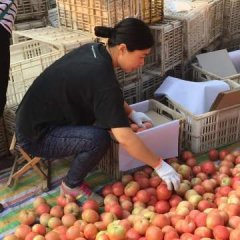 河南中牟县韩寺镇全天供应优质西红柿