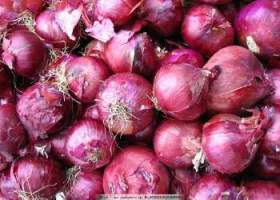 凌海6月下旬大量供应红皮，黄皮洋葱