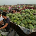 沾化硒砂瓜西瓜最新价格