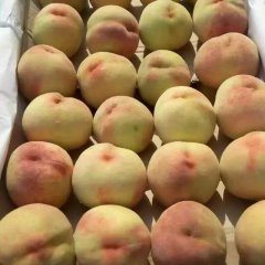 山西省运城市现有万亩沙红桃大量上市