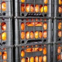 东莞水果市场代销各地柿子