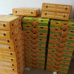 广西田阳种植芒果得天独厚