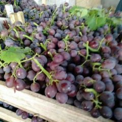 我处葡萄种植面基上千余亩