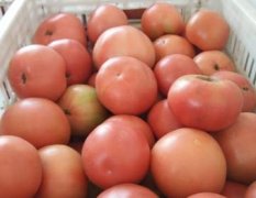 禹城硬粉西红柿大量上市了，多为陆地种植