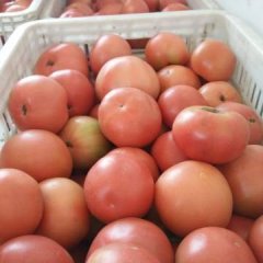 禹城硬粉西红柿大量上市了，多为陆地种植