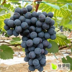 2017东昌府葡萄今年价格有看点