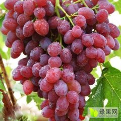 东昌府聊城周先生6月红提葡萄