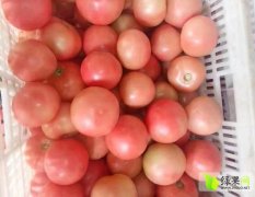 2017中牟西红柿在各大市场销量好