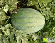 南宫冠龙西瓜 这种西瓜，含水量大、含糖量多
