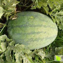 南宫冠龙西瓜 这种西瓜，含水量大、含糖量多
