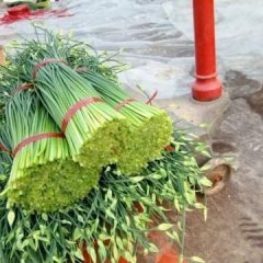 山东莘县汉中韭王韭苔(韭菜花)上货量大