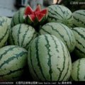 潍坊早春红玉种植基地，大量供应中