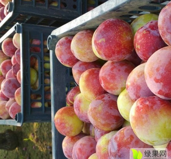 2017年陕西大荔巨力王李子价格