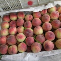 辛集晚京红蜜桃该品种色好。口感好