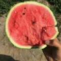 辽宁新民西瓜现以大量上市