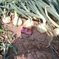 南票洋葱 黄陂洋葱即将上市，个头齐