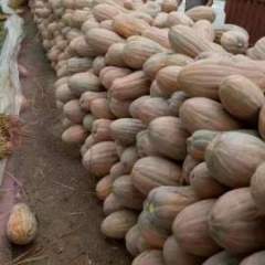 岳阳大量密本南瓜供应，大果南瓜