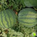 青州青州宋朋伟6月花皮无籽西瓜