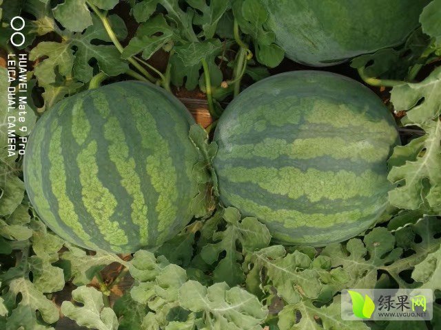 2017年山东青州花皮无籽价格