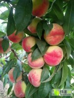 大荔620蜜桃是名优特产