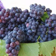 铜山吕梁千亩葡萄园，夏黑葡萄采摘