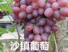 山东省大棚葡萄大量上市了