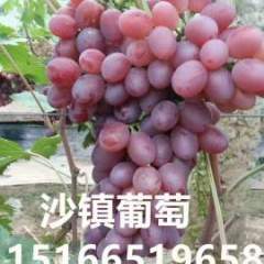 山东省大棚葡萄大量上市了