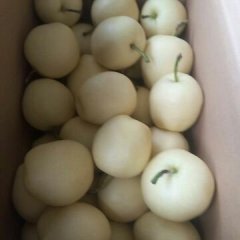 砀山早熟梨翠玉大量上市