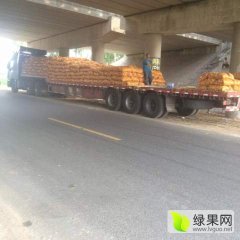 辽宁凌海佟二果蔬代办土豆品种为荷兰十五荷兰