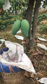 2017东区芒果营养丰富