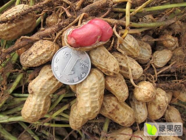 2017年河南开封新鲜花生价格