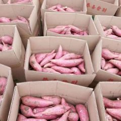 开封的红薯每年从6月份开始