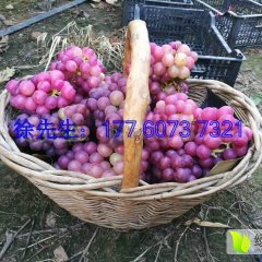 本地区有万亩葡萄园，农户个人种植