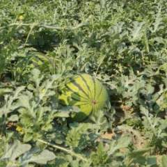 凌海吕亮供应农产品，深得合作商的信赖