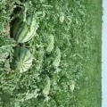 陕西大荔西瓜大量批发