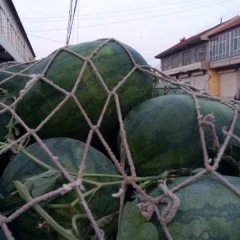 惠民西瓜基地龙卷风系列西瓜