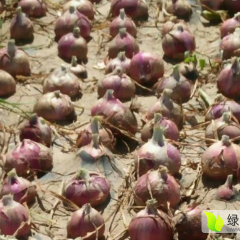 靖远洋葱火热上市,大陆张学朋诚信合作