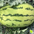 甘肃省白银市靖远县高湾乡西瓜上市了，品种有：金城