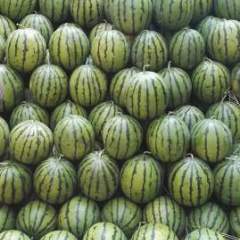 桥头乌丹花皮长瓜西瓜价格适宜