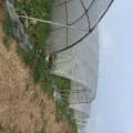 湖北蔡甸西瓜种植户，种植西瓜已有多年