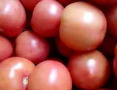 山东东昌府越夏西红柿大量上市，质量很好
