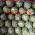 太康芝麻洼乡龙卷风西瓜绿色健康无公害
