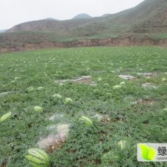 会宁郭城硒砂瓜现已陆续上市