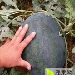 河南周口太康西瓜14年西瓜代办诚信合作瓜品丰富