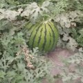 2017太谷西瓜品种有金星，9号瓜，瓜型漂亮