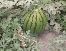 2017太谷西瓜品种有金星，9号瓜，瓜型漂亮