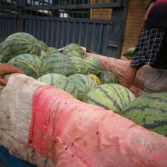 保定清苑西瓜北王力村，京欣冠龙