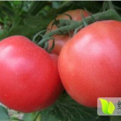 河南中牟刚上市大量粉红系列西红柿